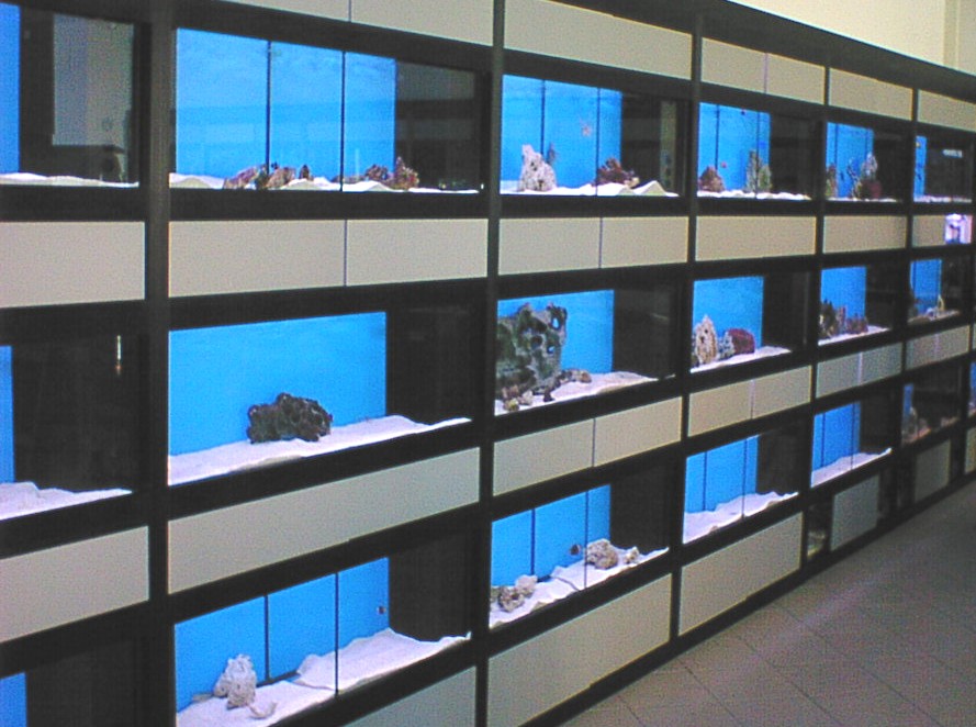Espositore pesci, piante invertebrati